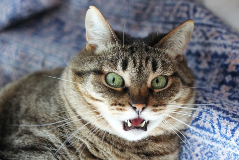 фото: Shutterstock