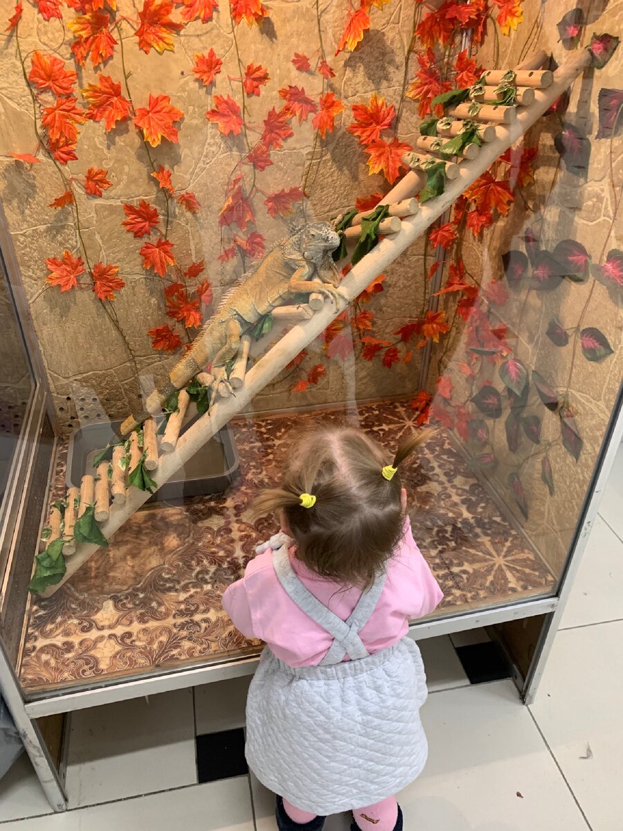 Дочка смотрит на Игуану в первый раз.