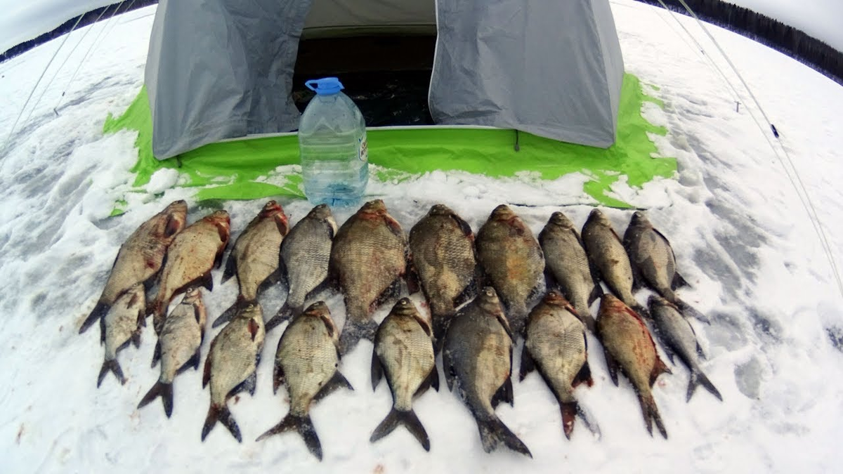 Ловля леща на водохранилище. Десногорское водохранилище рыбалка. Десногорское водохранилище рыбалка 2020. Десногорское водохранилище зимой. Зимняя рыбалка на леща в палатке.