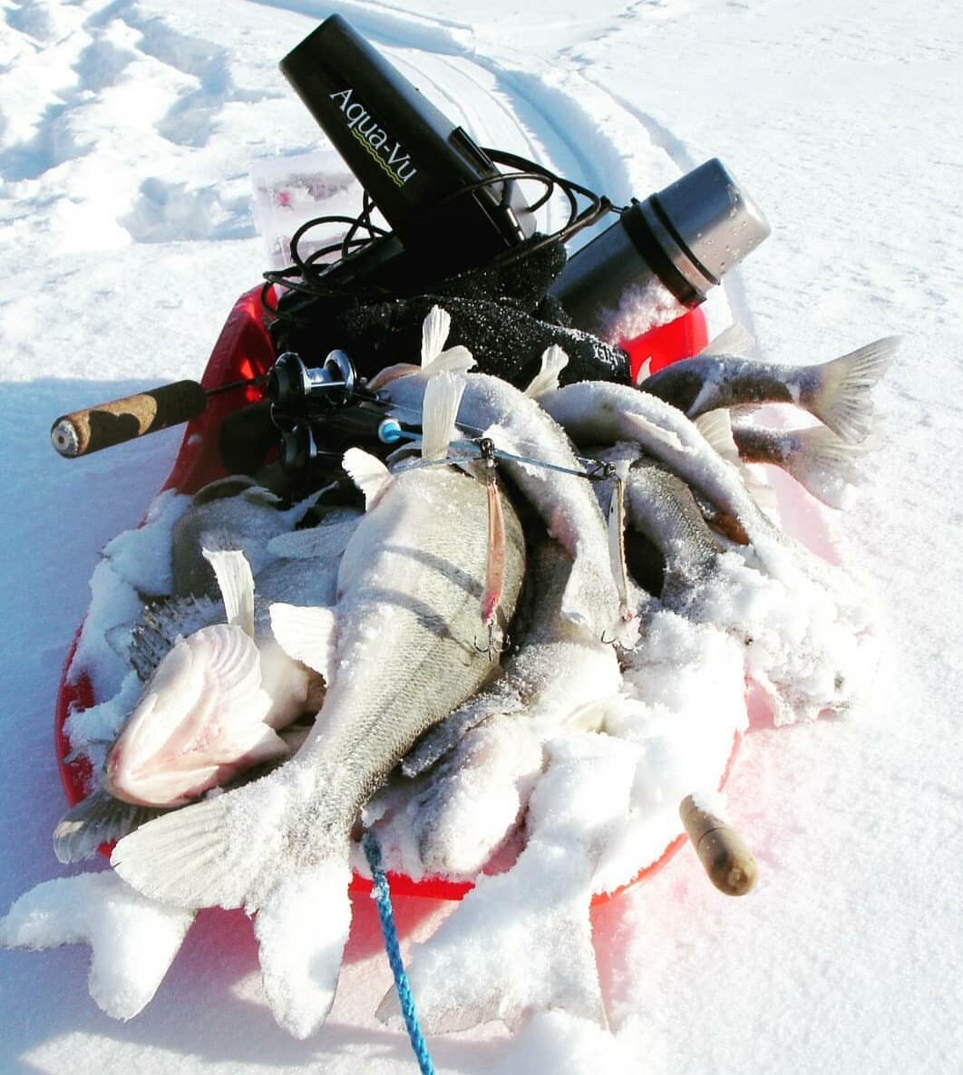 Финские судаки, пойманные без мяса