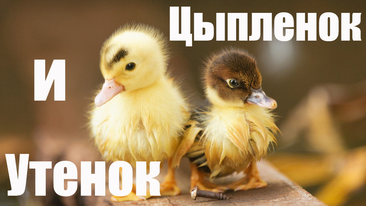 Короткая история про цыпленка и утенка