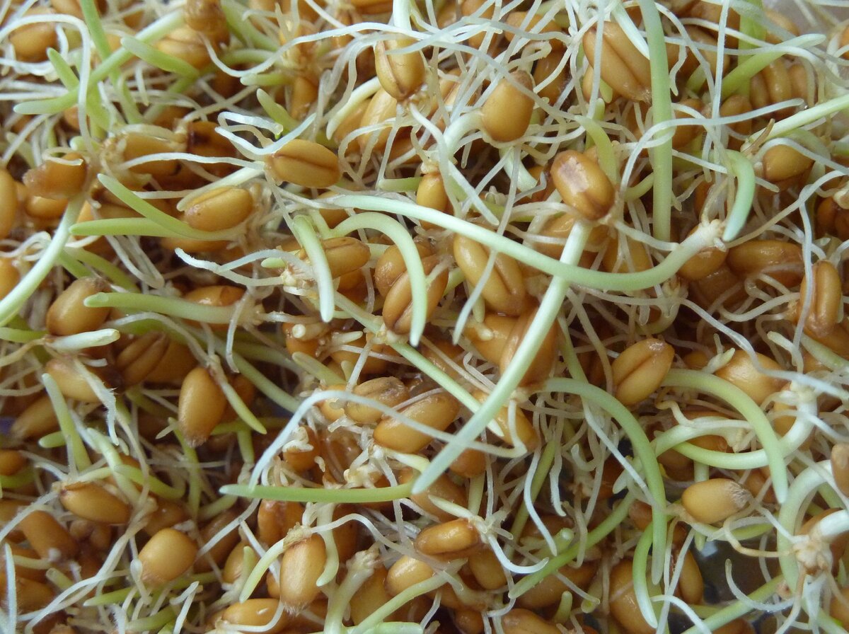 2. Салат с проростками пшеницы под соусом