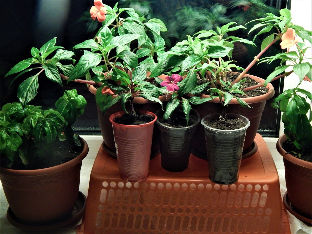 Маточники и укоренённые черенки новогвинейских бальзаминов и ампельных катарантусов. Фото автора .