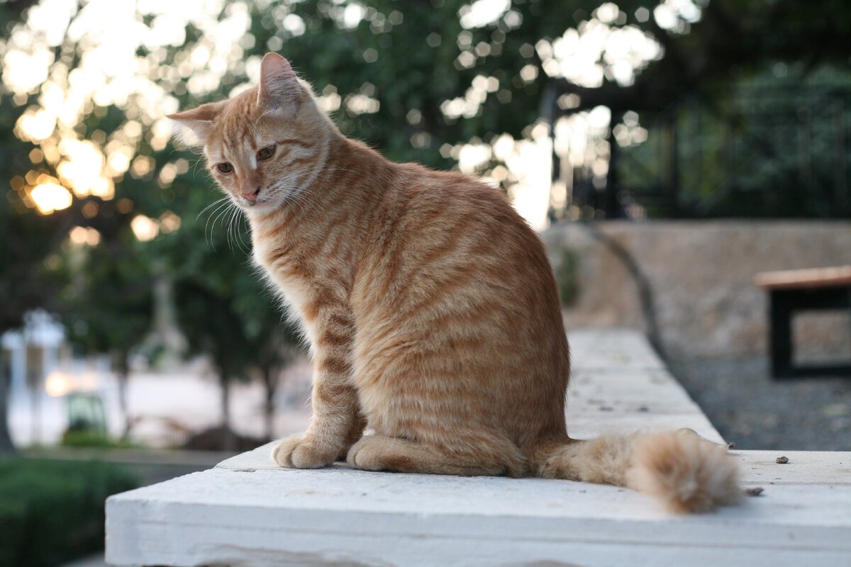 Кисуа. Классическая уличная кошка.