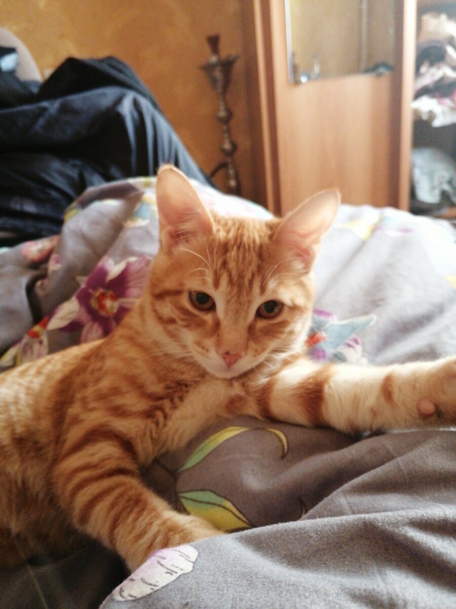 Всю свою сознательную жизнь, я считала что никогда не заведу кота. 