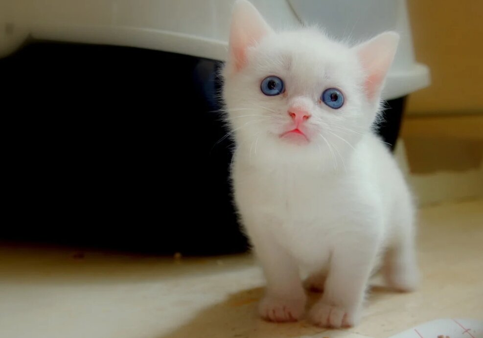 источник http://up.deskcity.org/pic_source/72/61/00/726100783abe1a44db6779cb6883b601.jpg