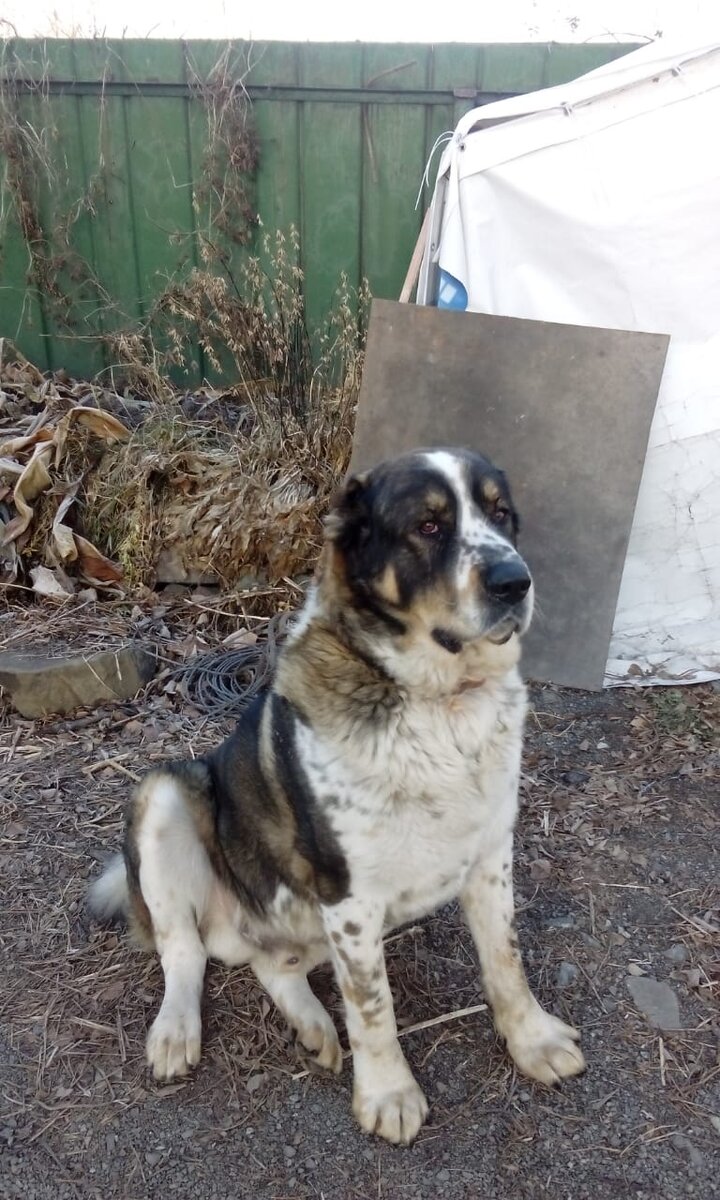 Среднеазиатская овчарка - Анчар