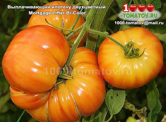 Томат Выплачивающий ипотеку двухцветный Mortgage Lifter Bicolor фото 1