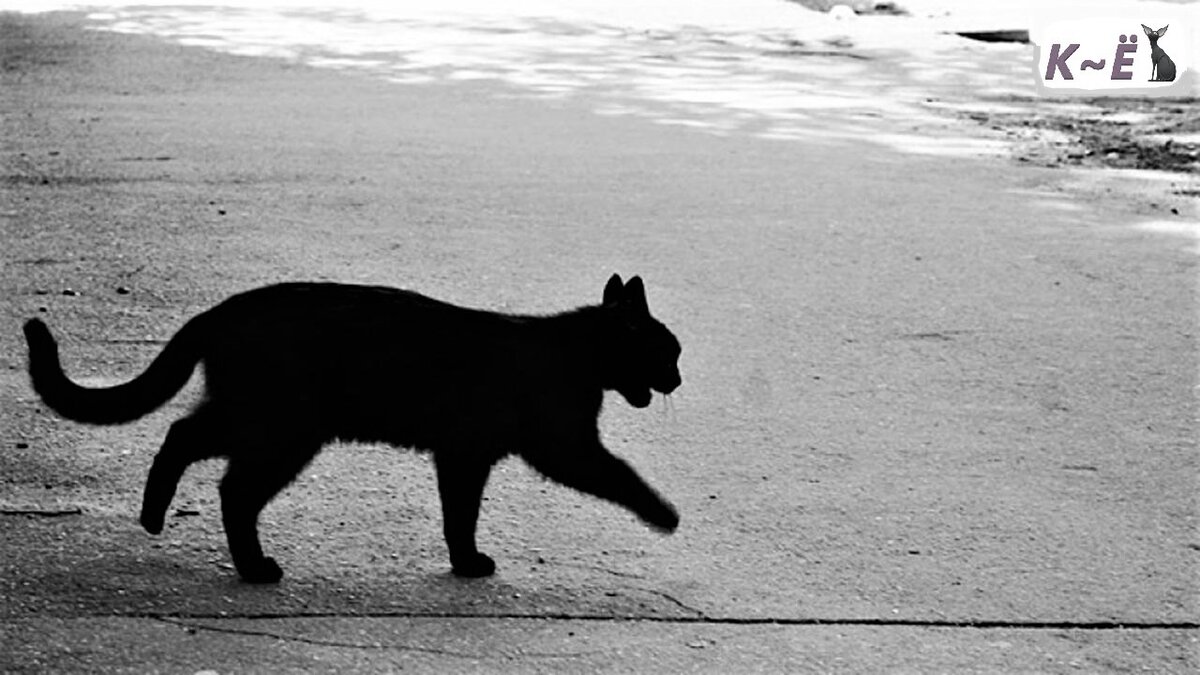 Кот идёт домой (фото Яндекс картинки)