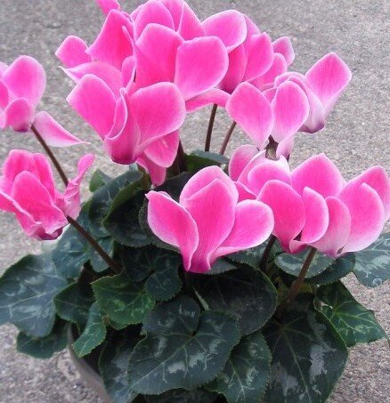 Цикламен (Cyclamen): уход в домашних условиях, фото, виды, описание.