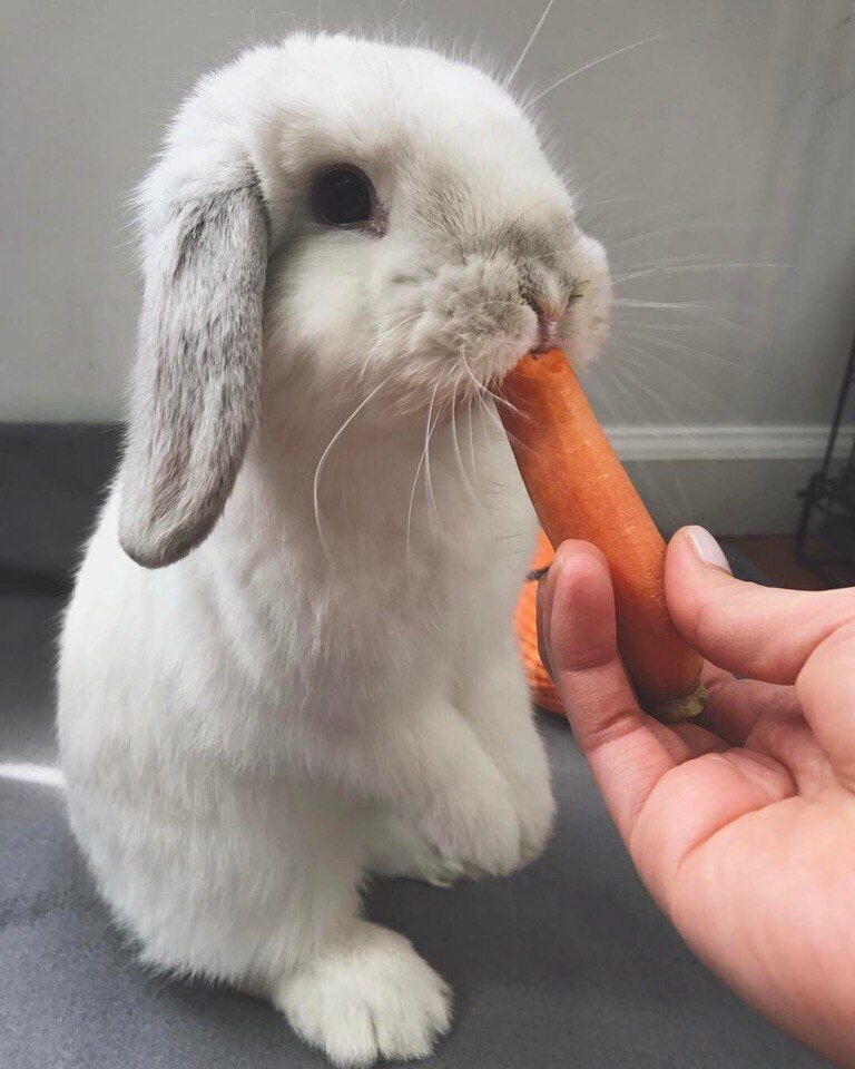 У кролика длинные ушки. Но это ему нисколько не мешает, а даже наоборот.