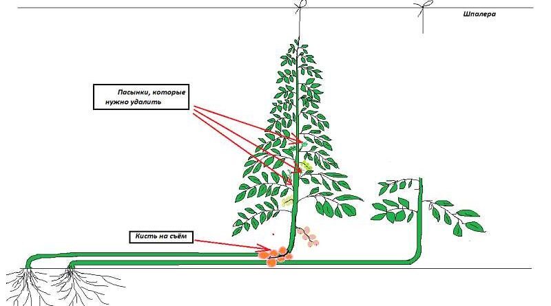 Схема обрезки томата