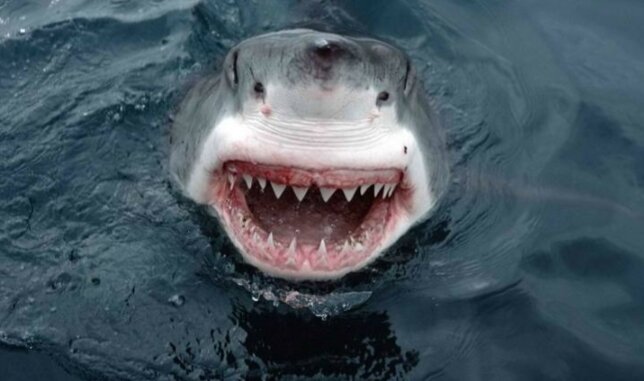 Зубы белой акулы