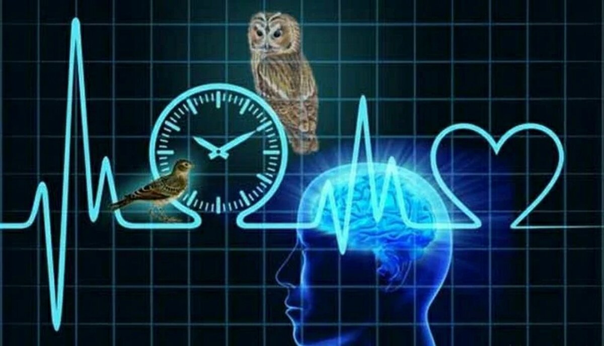 Биоритмы человека