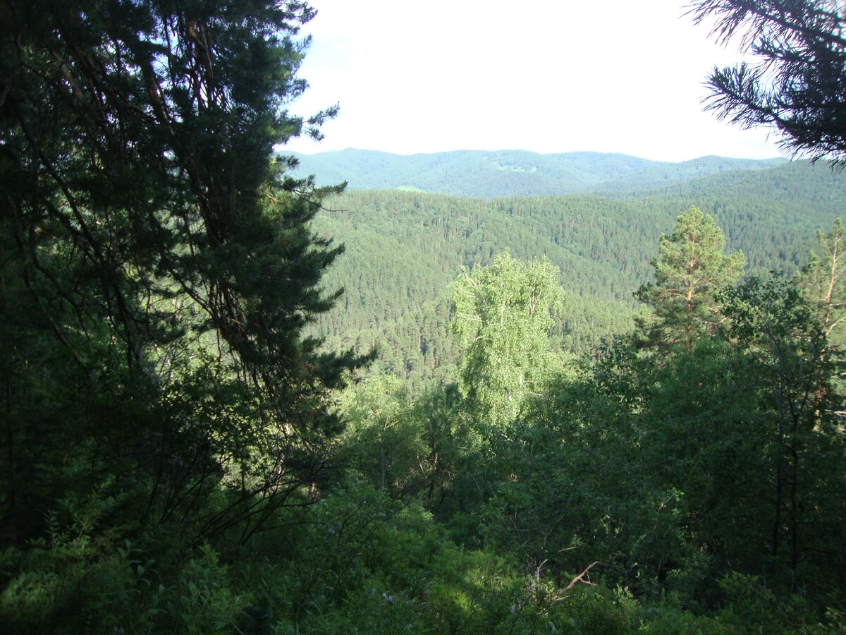 Если немного свернуть левее в лес, и выглянуть за ветви деревьев, то открываются удивительные панорамы на горы, за Белокурихой