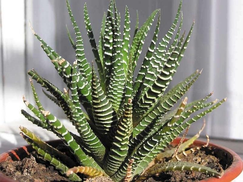 Хавортия полосатая (Haworthia fasciata)