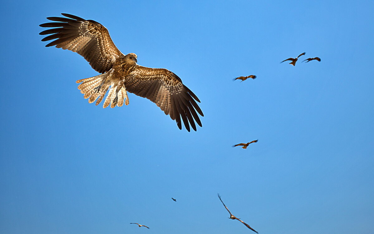 Фото из бесплатного интернет-ресурса