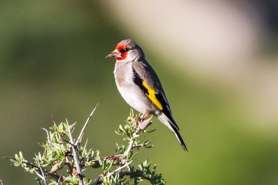 Щегол (Carduelis): распространение в природе, фото, видео и пение