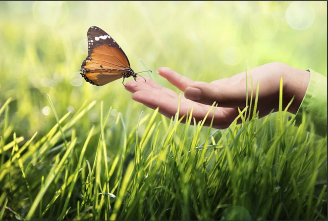 Яндекс картинки.