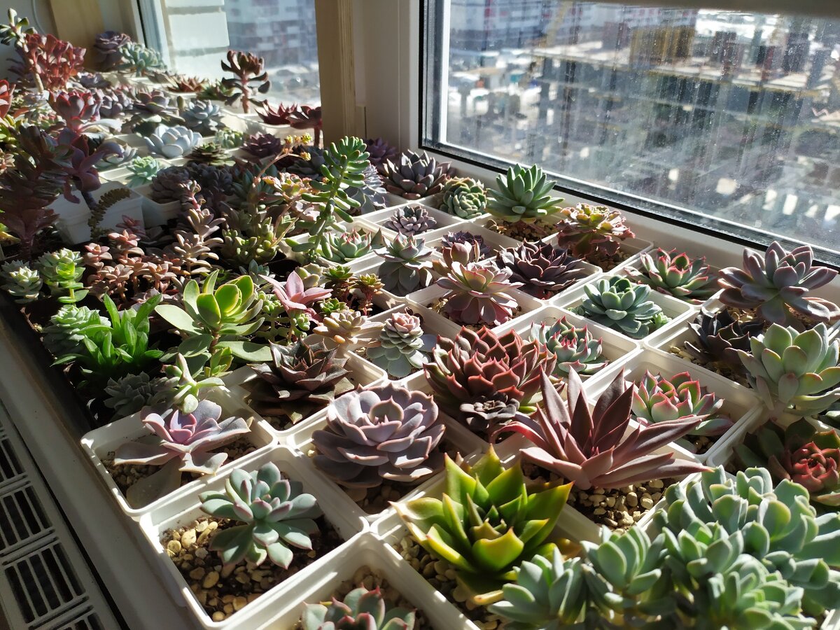 Суккуленты в свете весеннего солнца