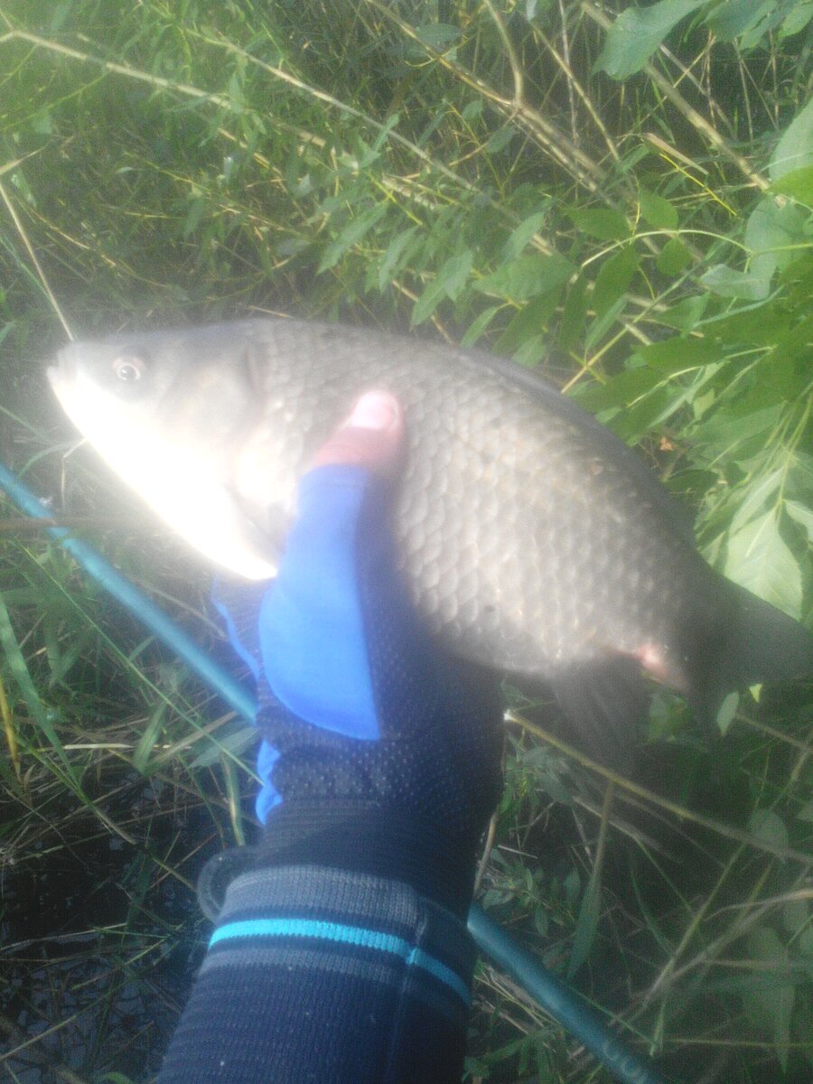 Крупный карась в камышах.