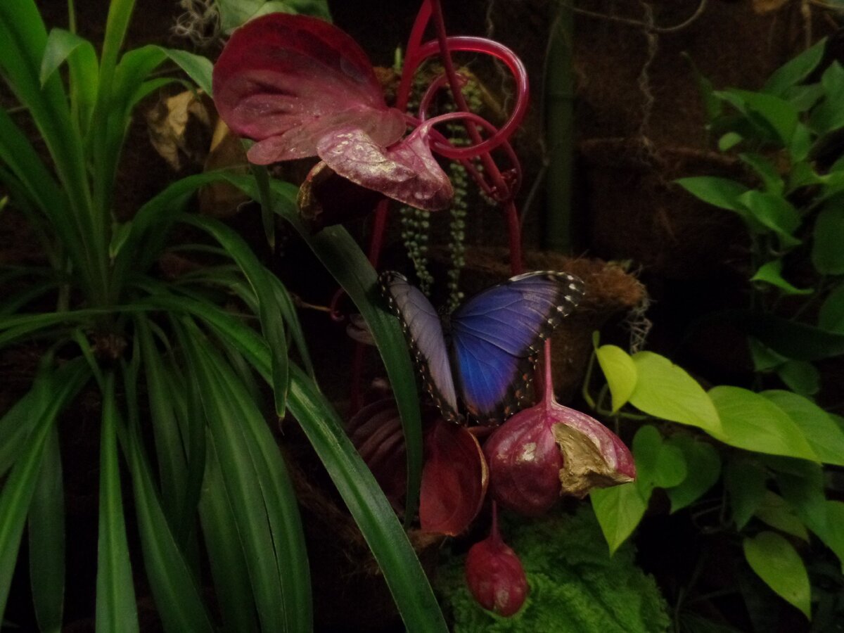 Выставка тропических бабочек. Выставка тропических бабочек в Москве. Выставка тропиков. Clepsydra Tropicarium 2015.