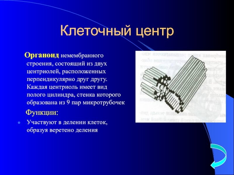 Центриоли функции кратко. Центриоли клеточного центра функции. Клеточный центр и центриоли строение и функции. Клеточный центр строение и функции. Клеточный центр структура и функции.