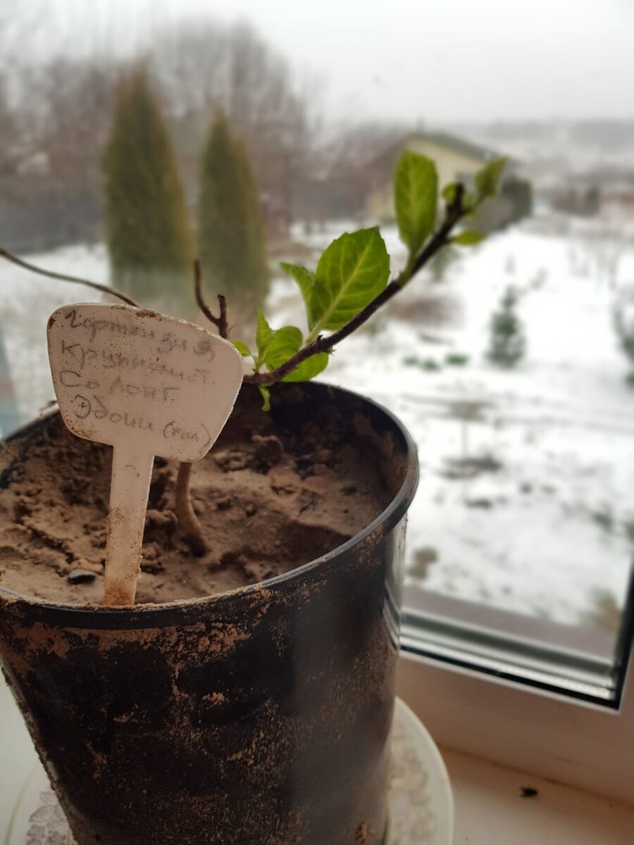 Гортензия крупнолистная тронулась в рост.