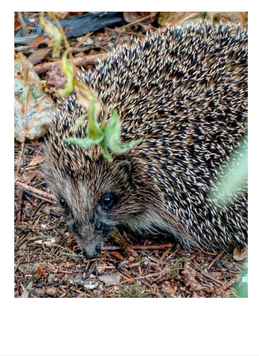 Фото авторское. 