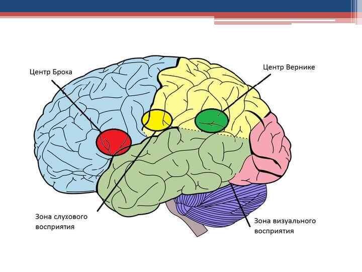 Зоны головного мозга. Центр Вернике и центр Брока. Слуховой центр речи (центр Вернике) располагается в. Зона Брока головной мозг. Речевые зоны (Брока и Вернике) располагаются.