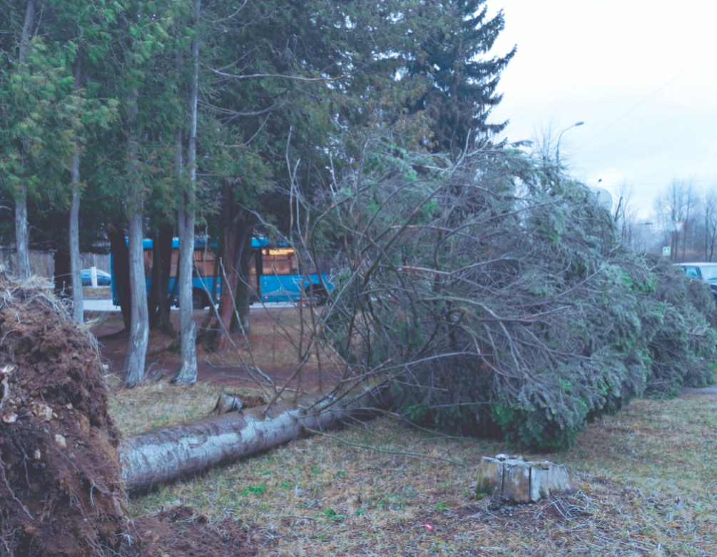 упавшее дерево