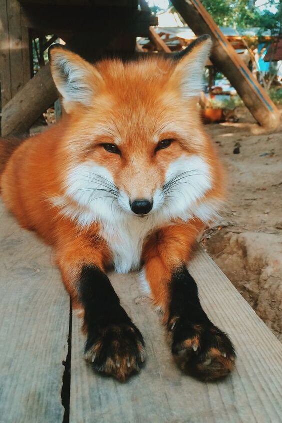 https://www.pinterest.ru/pin/389913280240271671/