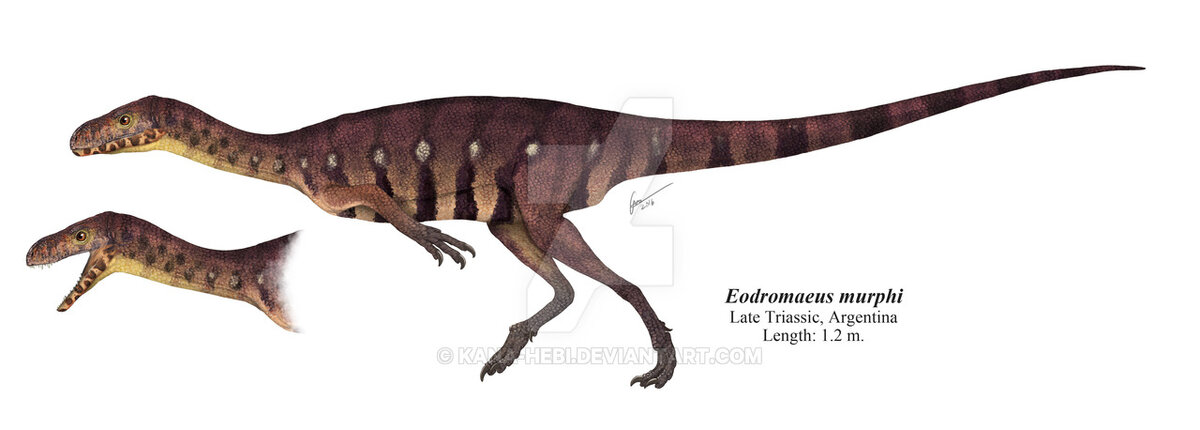 Eodromaeus murphi взгляд сбоку