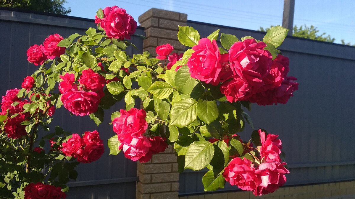 В прошлом году. Моя роза