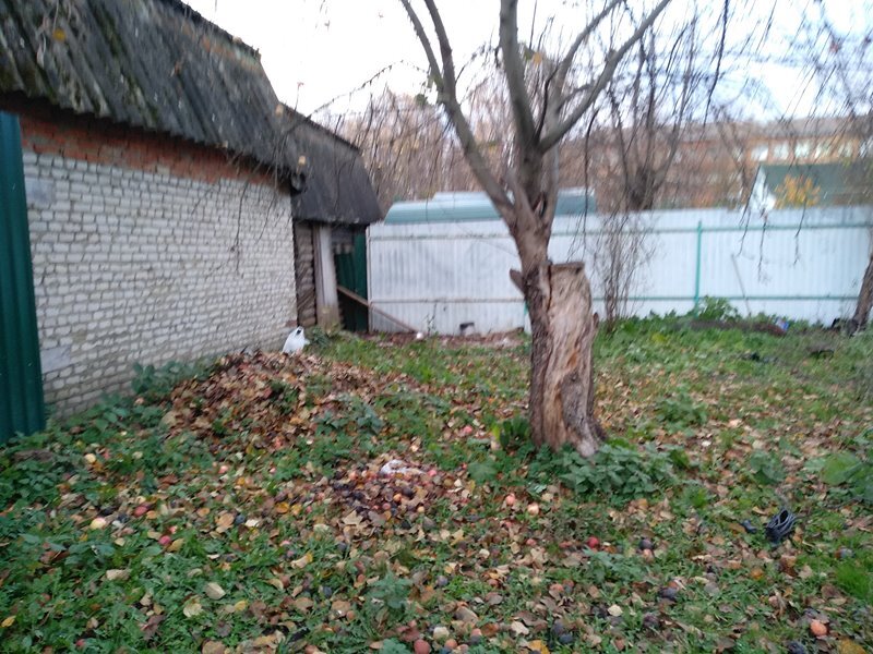 В углу была будка для собаки. Потом мы там сделали компост