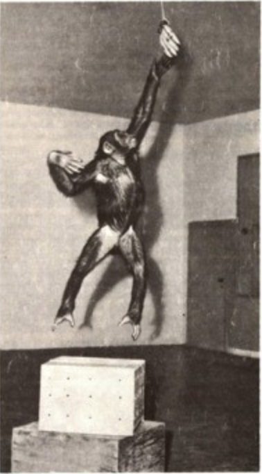 Шимпанзе соорудил подставку из ящиков, чтобы с нее было легче достать подвешенные к потолку бананы.