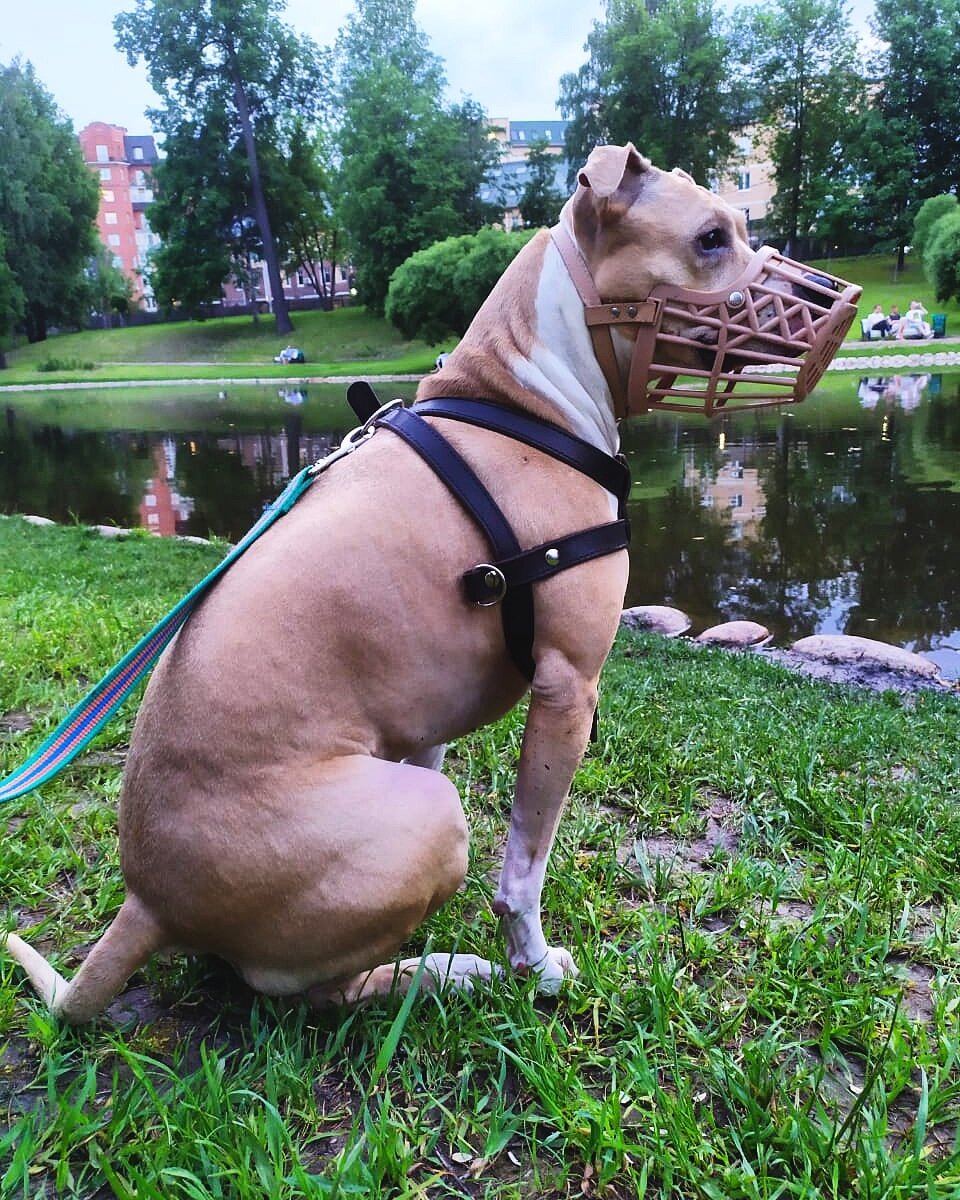 Собственно, недавно мы посещали парк с водоёмом. Наша Еська очень хотела искупаться, но я не была уверена в правомерности наших действий... Поэтому и решила разобраться, написав данную статью! 