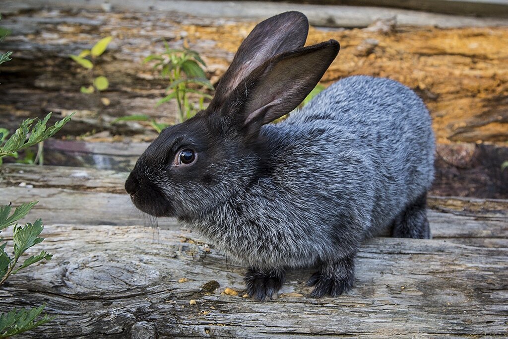 Фото из открытого доступа