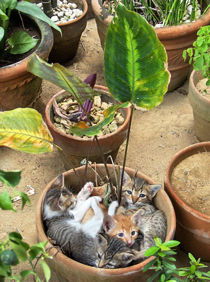 Кот ест землю из цветочных горшков