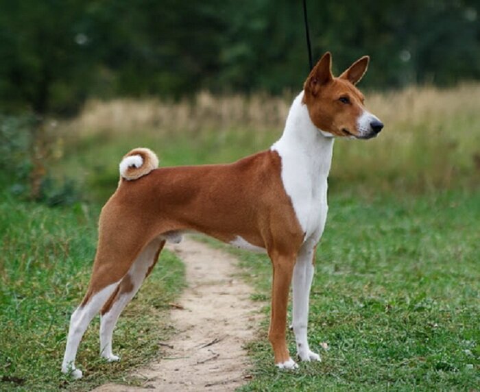 Собака породы басенджи - удивительное создание | Givotniymir.ru | Дзен