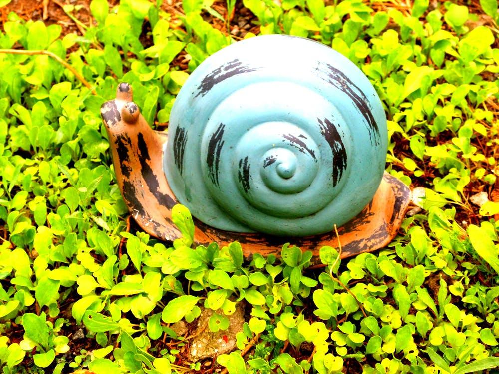 улитка в саду