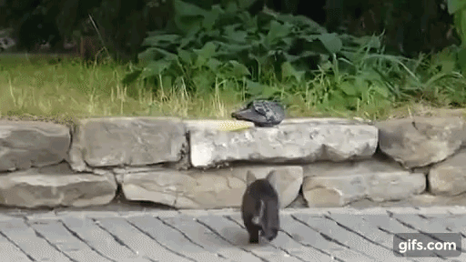 Котёнок играет с голубкой