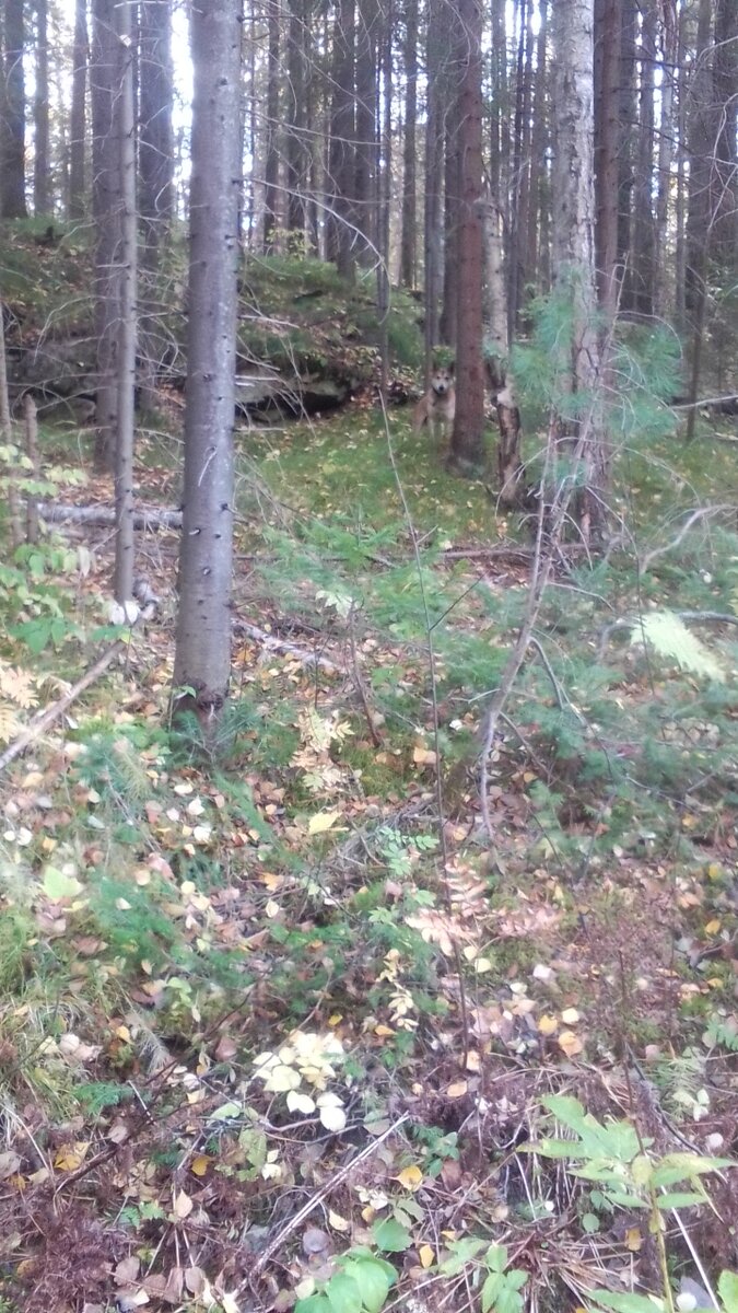 Фото автора. Ни одной залайки.