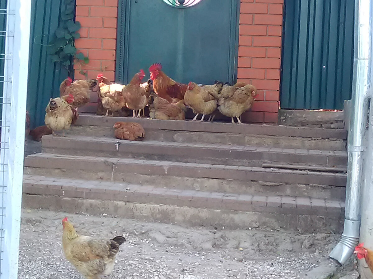 Поселок Молоди. Курочки ждут завтрак.