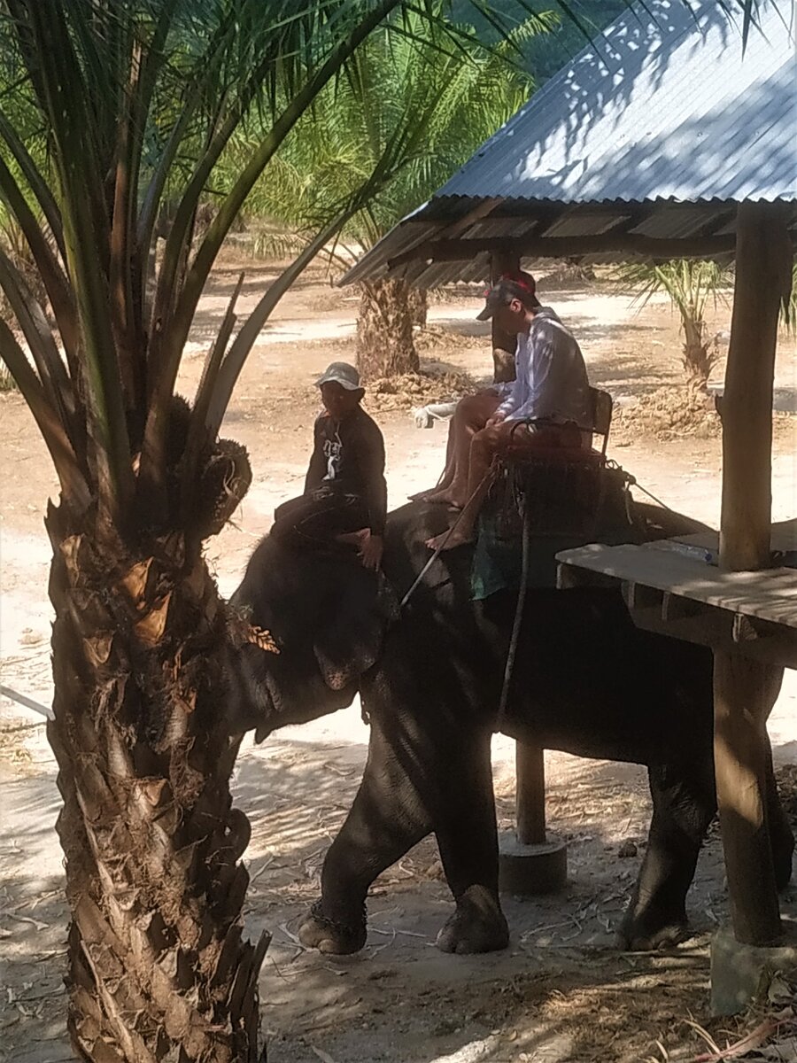 Погонщик сидит у слона на голове на протяжении всей прогулки. Фото автора статьи.