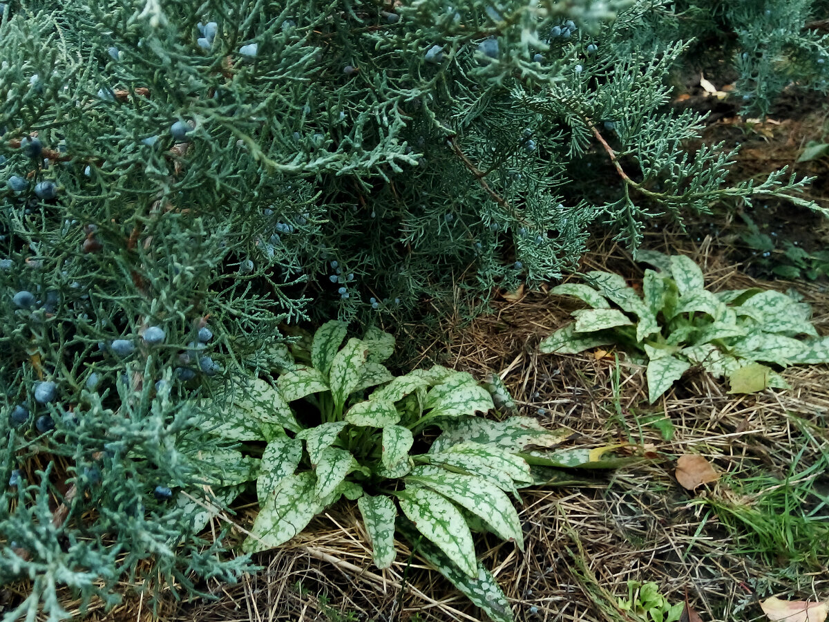 медуница  иможжевельник