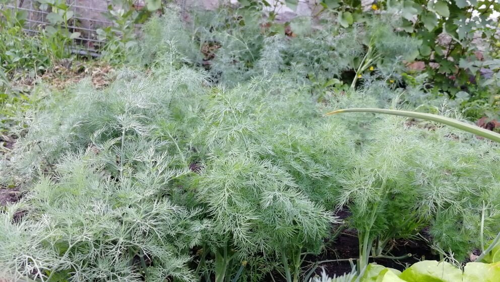 Мой кустовой укроп 