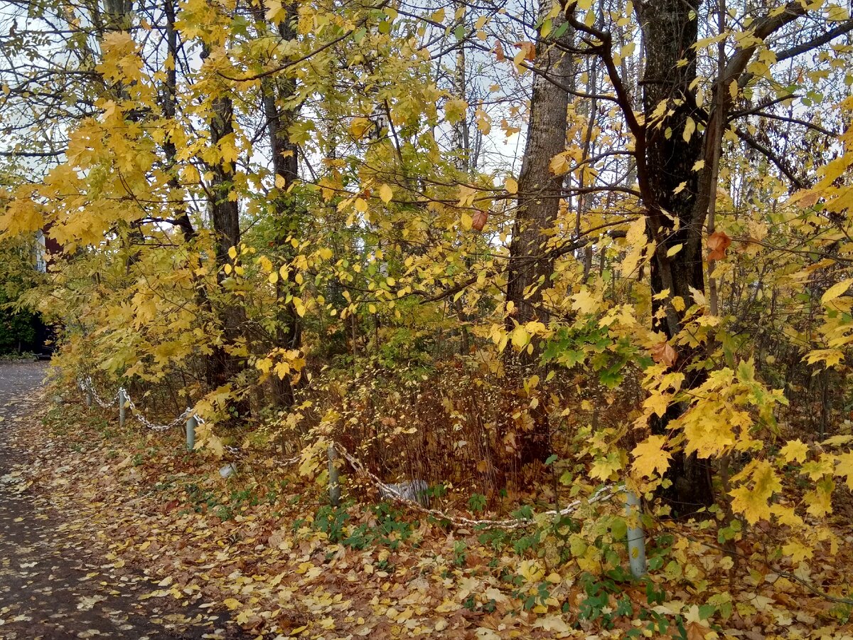 Фото автора. Деревья, окруженные цепной изгородью...