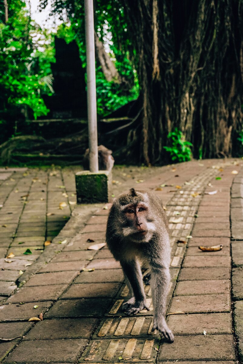 Фотография без приближения!