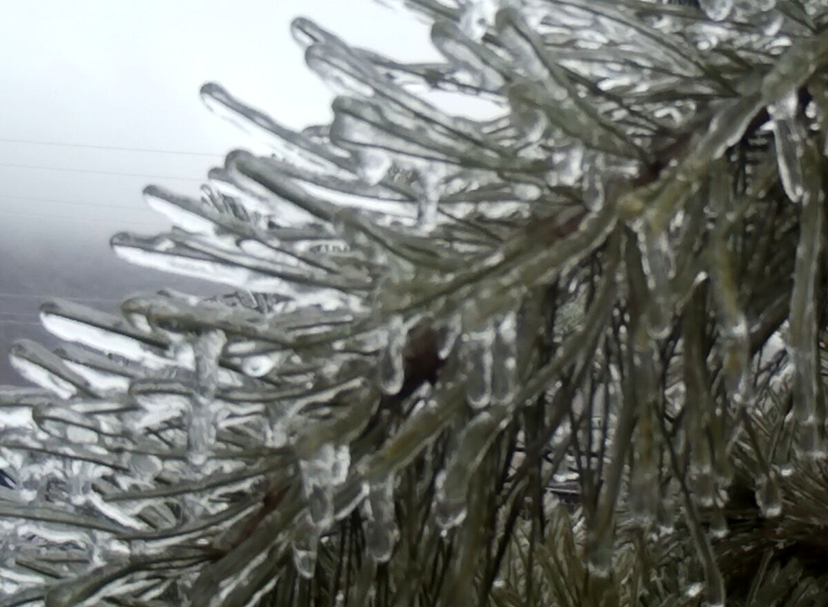 Обледенелый кедр